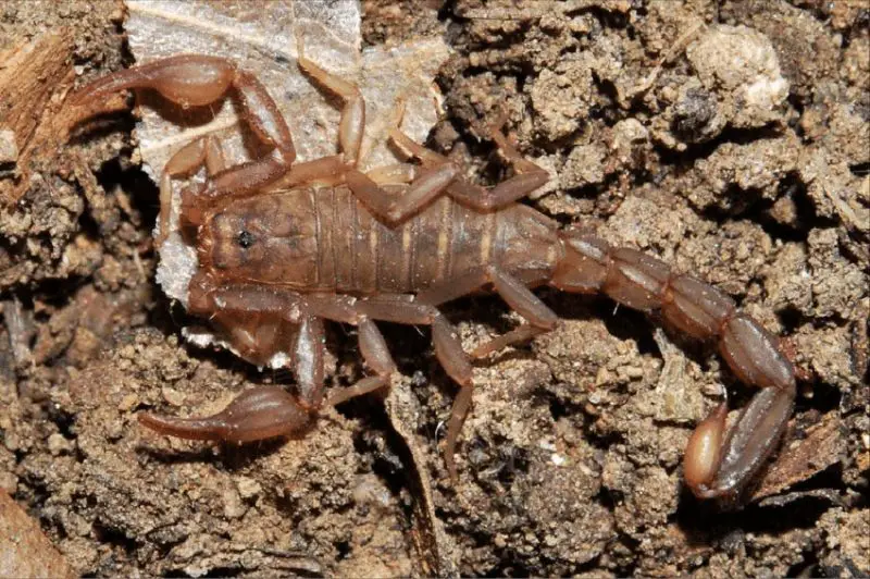 Types of Scorpions in Arizona