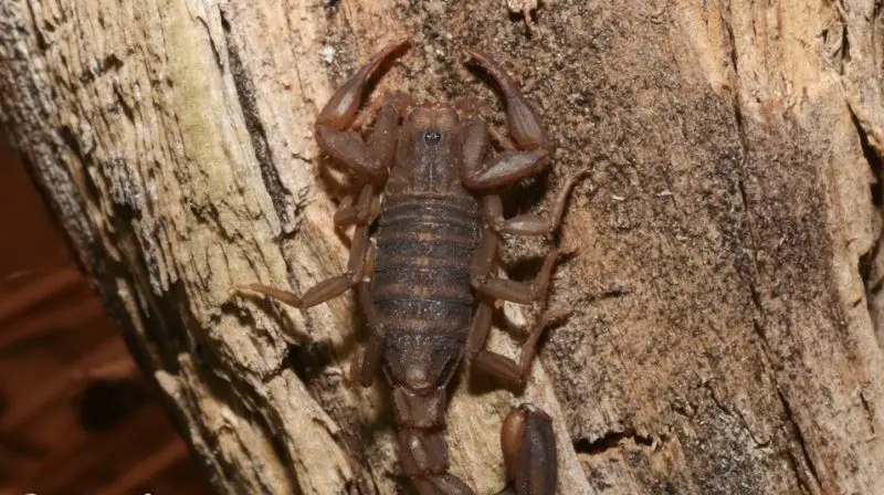 Types of Scorpions in Arizona
