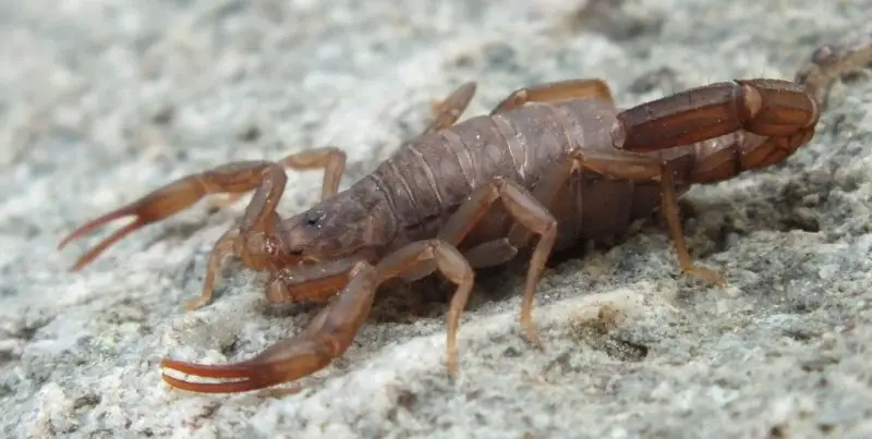 Types of Scorpions in Arizona
