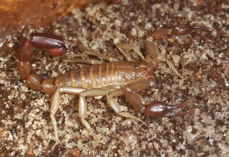 Scorpions in Texas