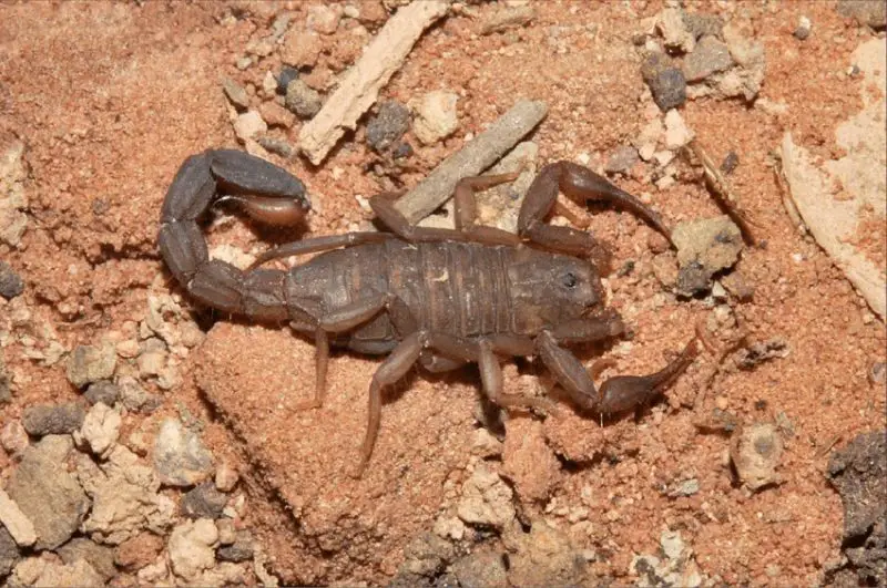 Types of Scorpions in Arizona