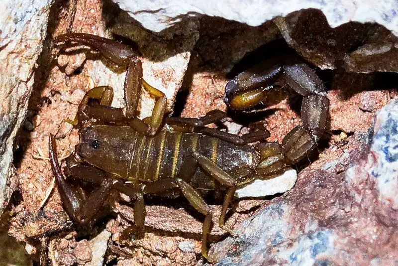 Types of Scorpions in Arizona