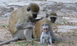 9 Types of Monkeys in Florida (With Pictures and Identification)