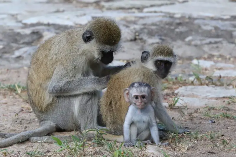 Monkeys in Florida