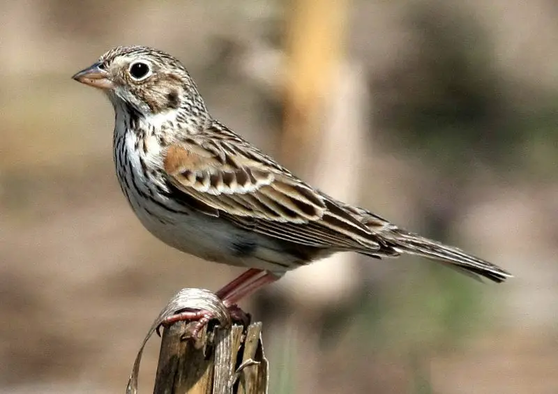 Types of Sparrows