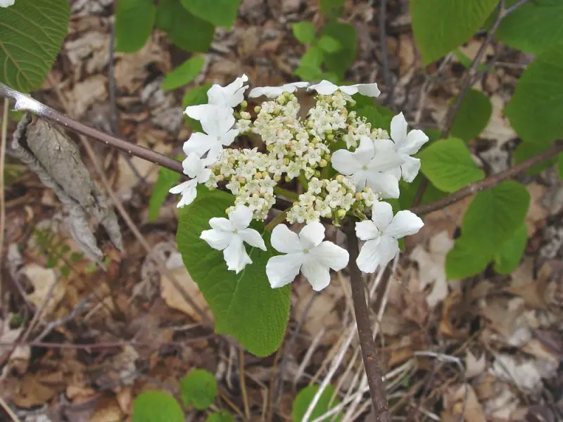 Shrubs with White Flowers