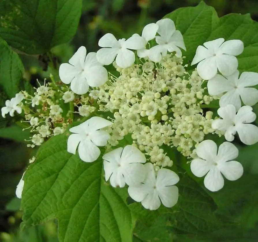 Shrubs with White Flowers