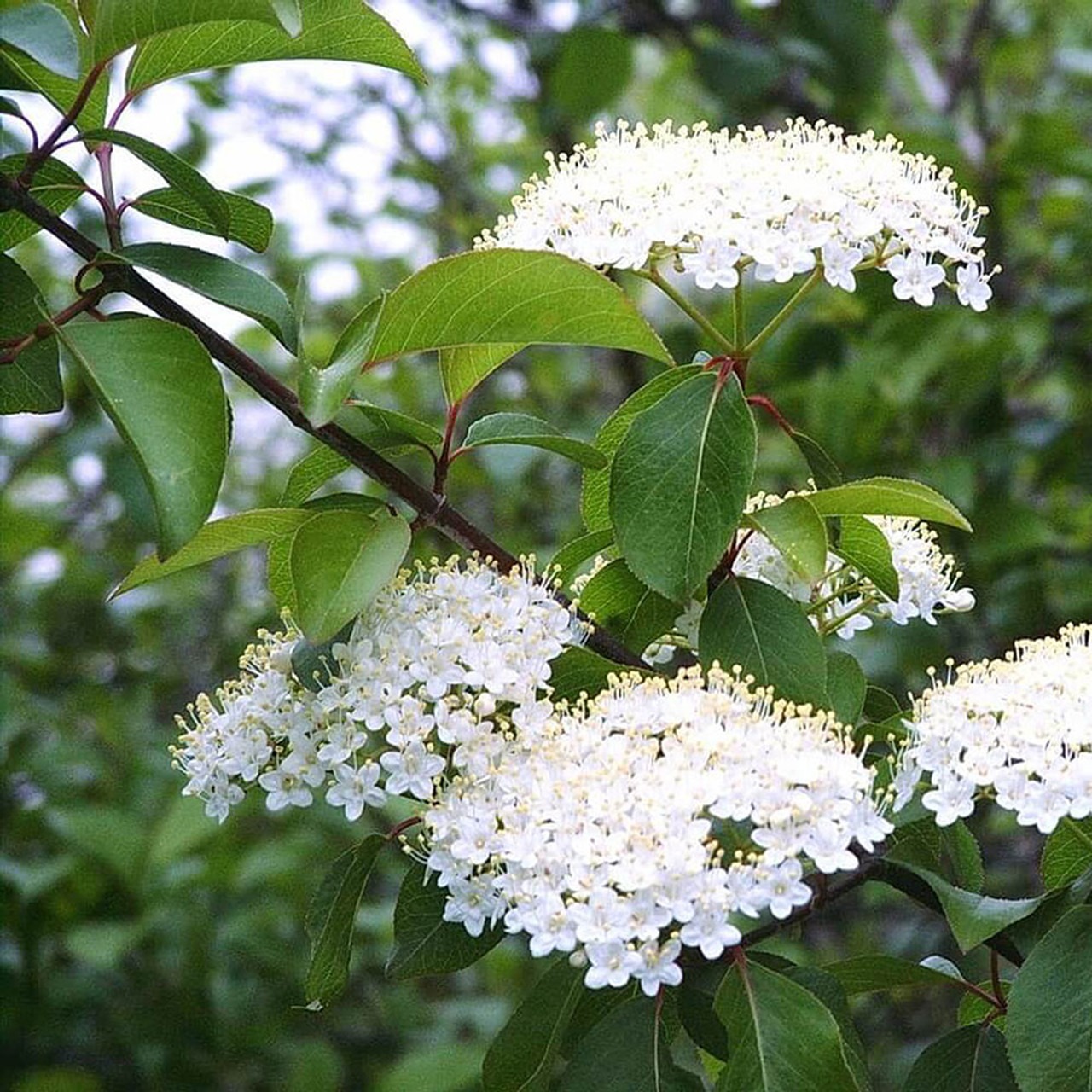 Shrubs with White Flowers