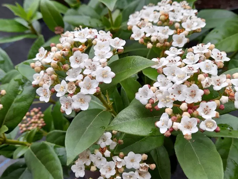 Small Evergreen Shrubs