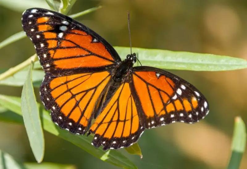types of butterflies in Florida