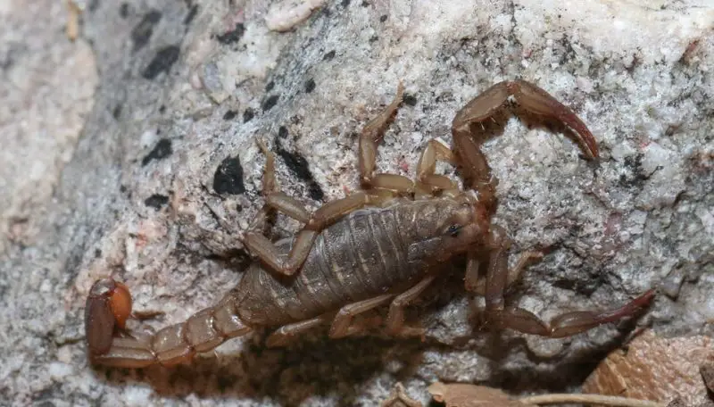 Types of Scorpions in Arizona