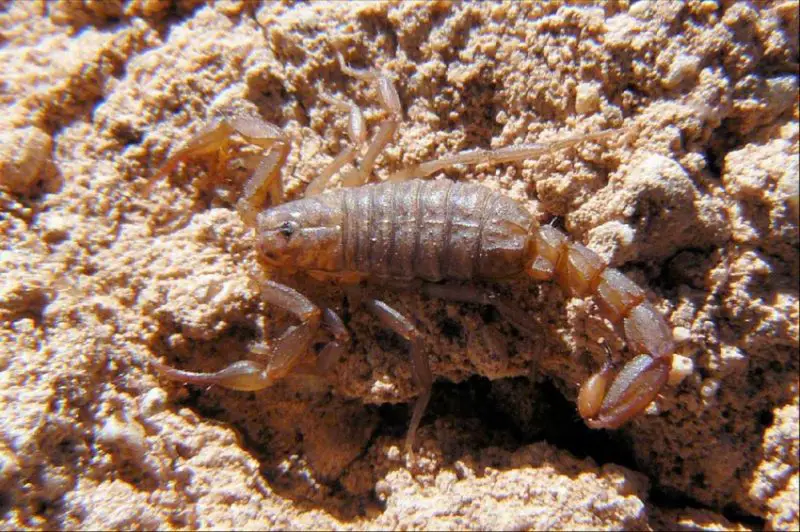 Types of Scorpions in Arizona