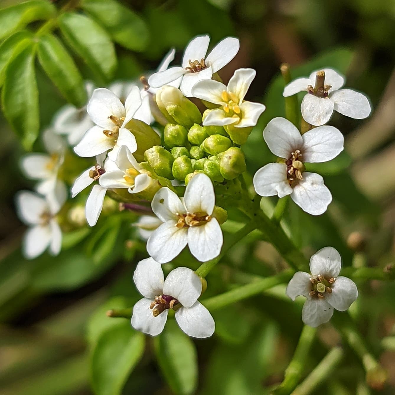 Weeds with White Flowers