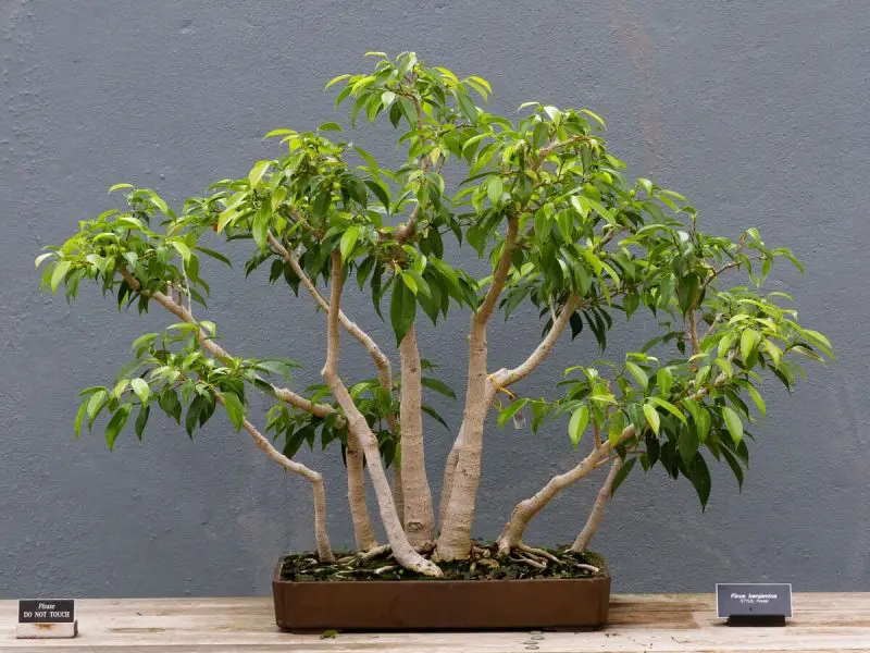Types of Bonsai Trees