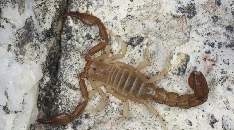 Types of Scorpions in Arizona