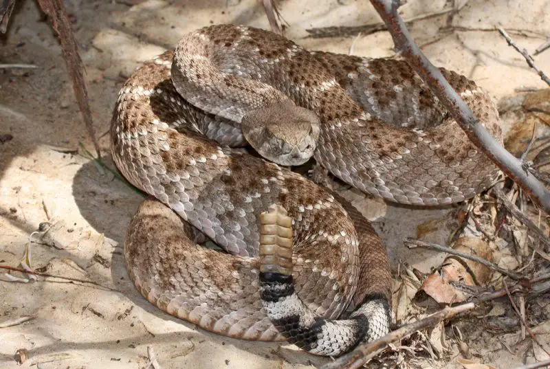 Types of Rattlesnakes in Arizona
