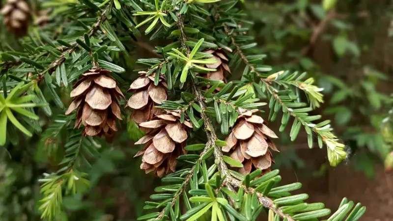 Types of Evergreen Trees