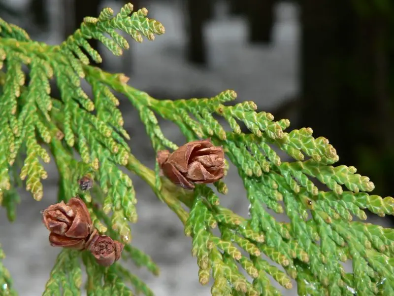 Types of Evergreen Trees