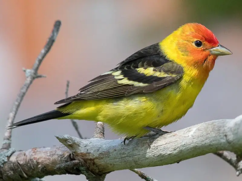 Yellow Birds With Black Wings