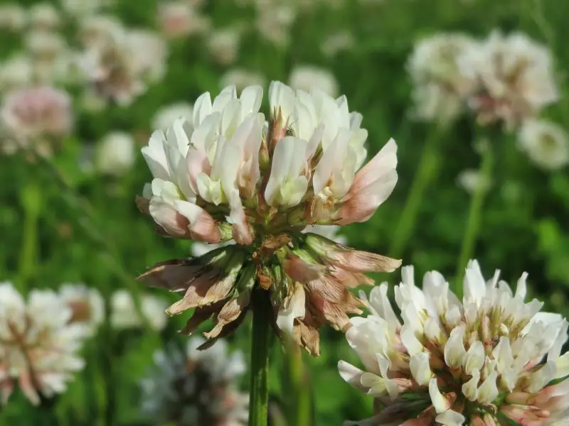 Types of Clover Plants