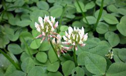 30 Weeds with White Flowers (Pictures and Identification)