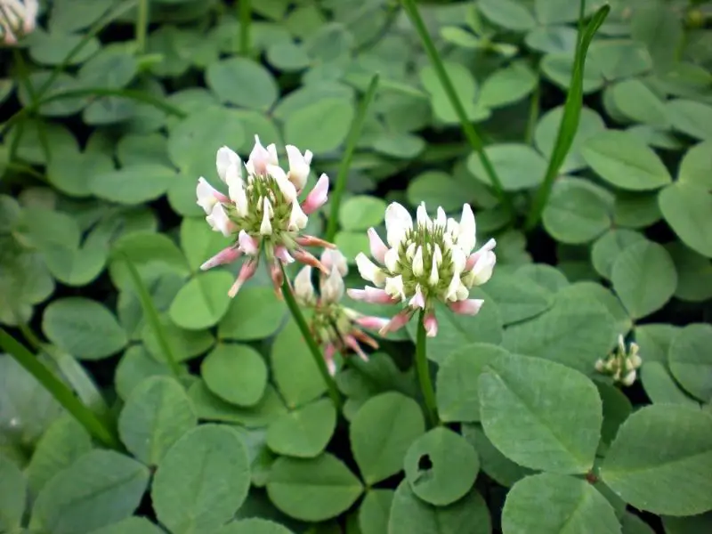 Weeds with White Flowers