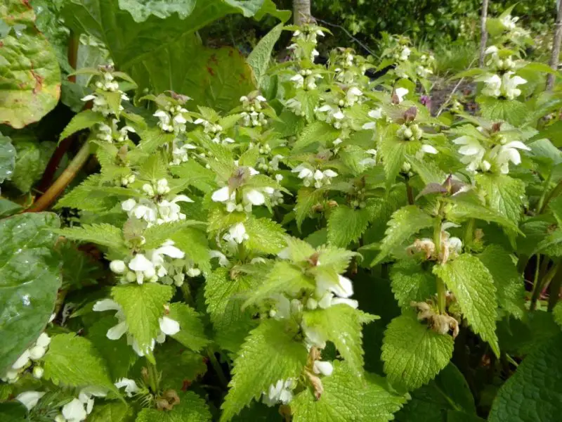 Weeds with White Flowers