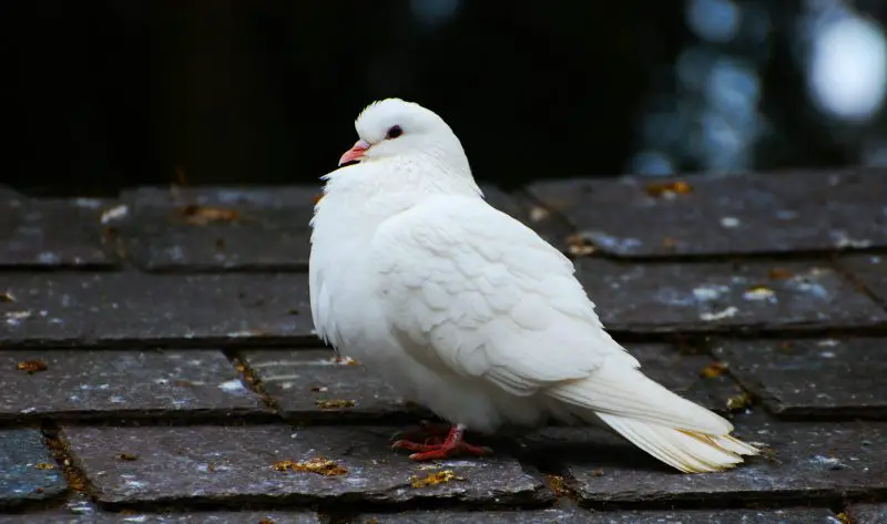 Types of Doves