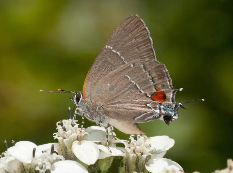 types of butterflies in Florida