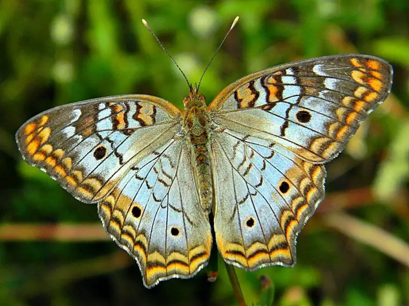 types of butterflies in Florida