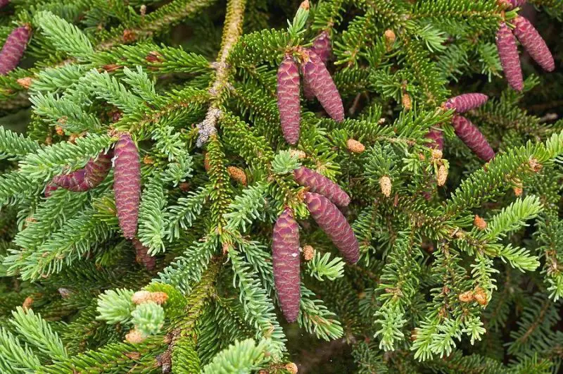 Types of Evergreen Trees