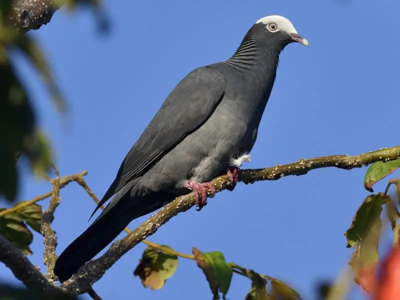 Types of Doves