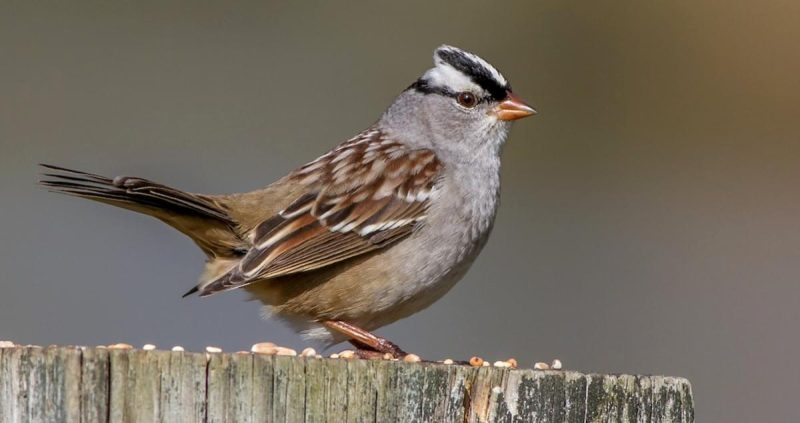 Types of Sparrows