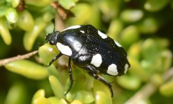 22 Black Bugs With White Spots (Pictures and Identification)