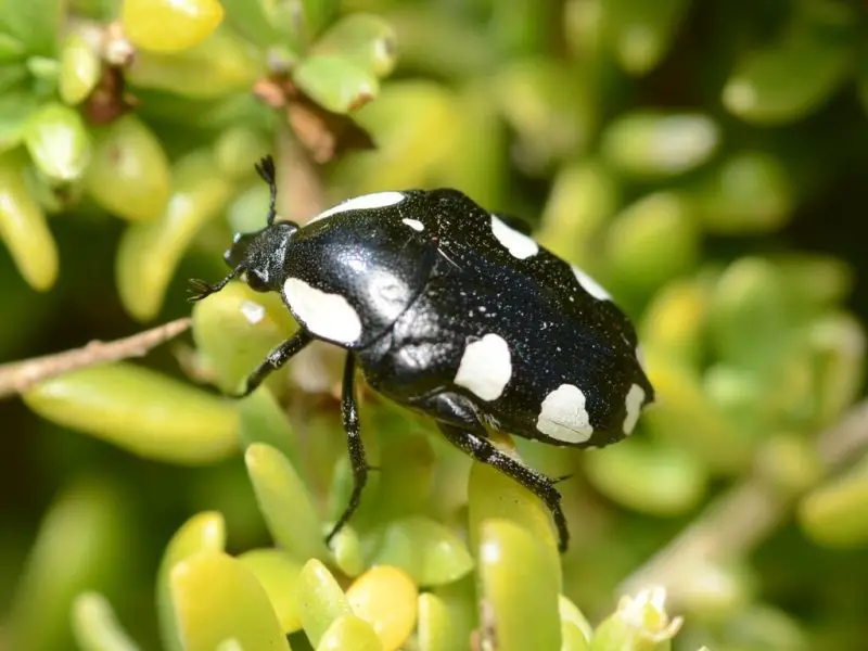 Black Bugs With White Spots
