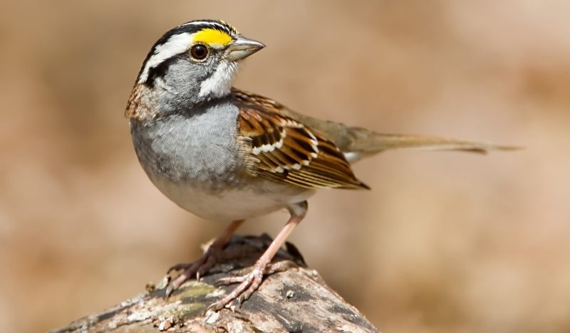 Types of Sparrows