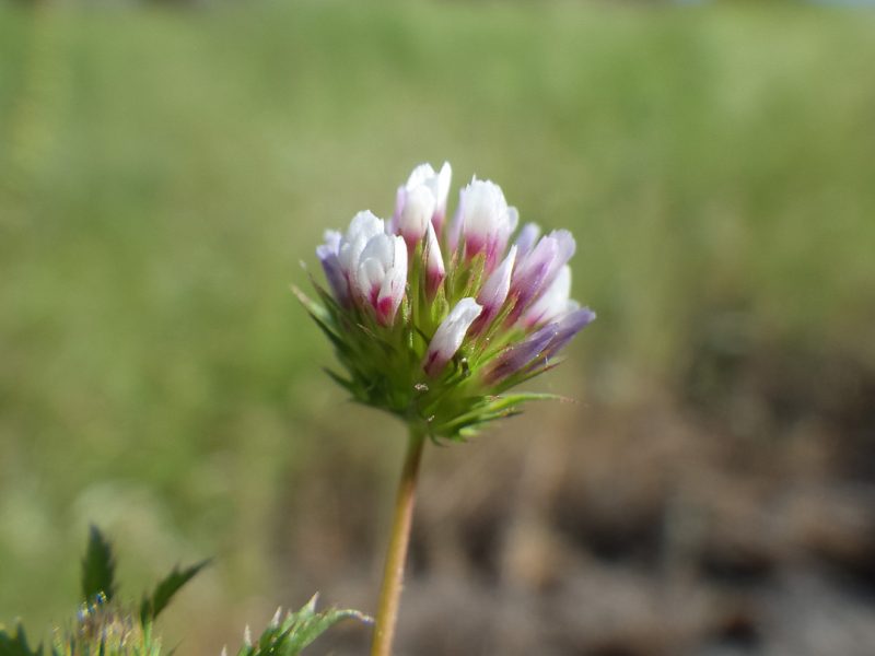 Types of Clover Plants