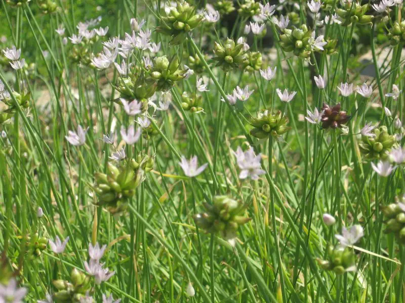 Weeds with White Flowers