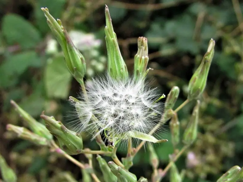 Weeds with White Flowers