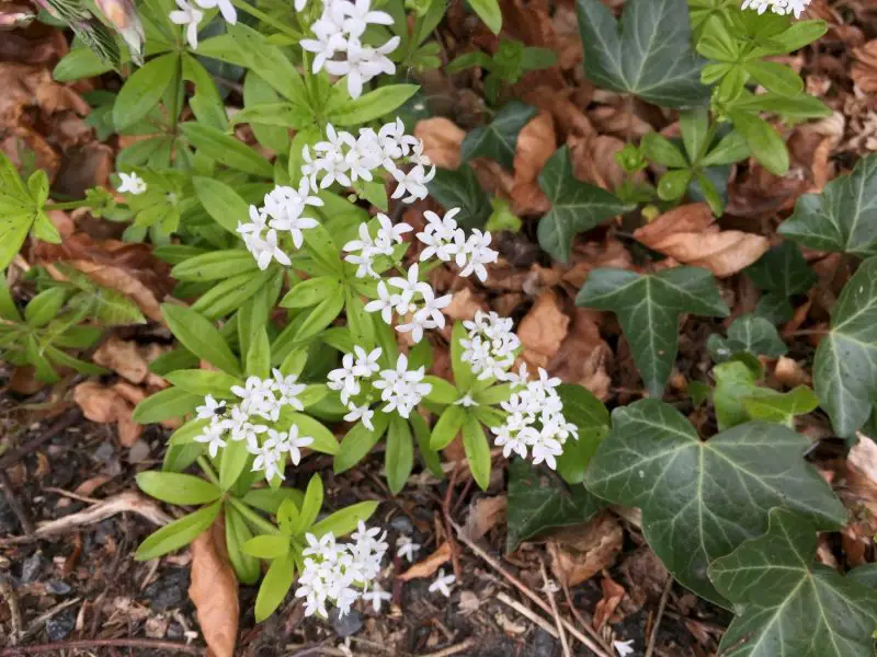 Weeds with White Flowers