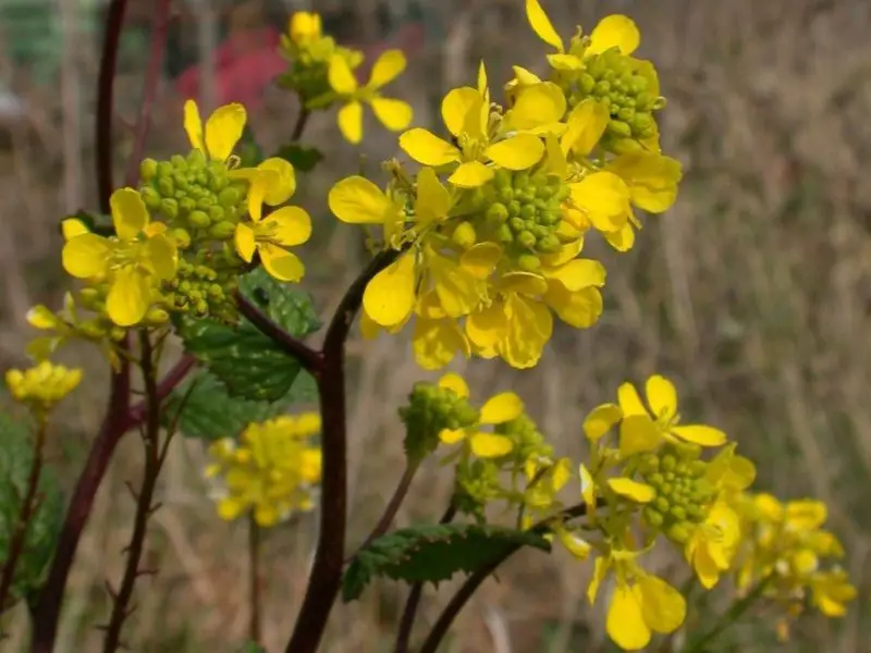 Weeds with Yellow Flowers