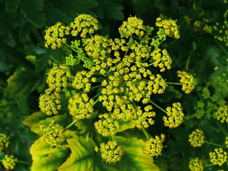 Weeds with Yellow Flowers