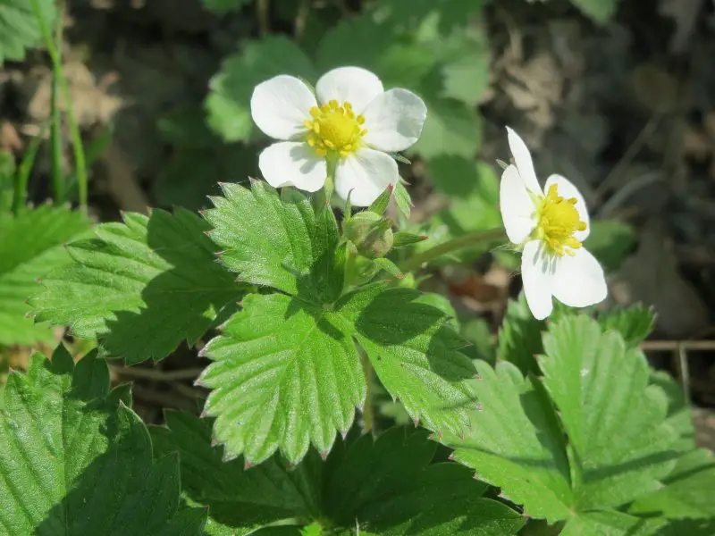 Weeds with White Flowers