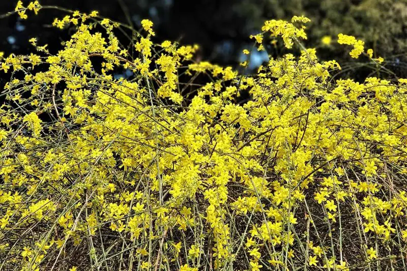 shrubs with yellow flowers