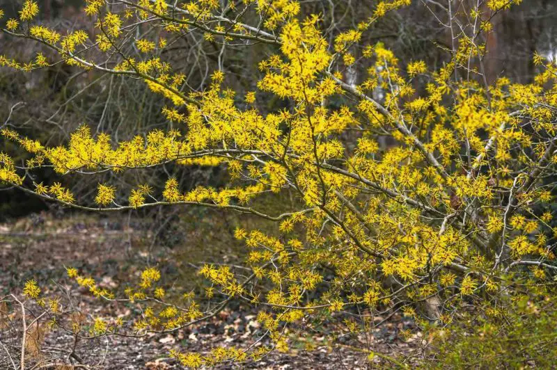 shrubs with yellow flowers