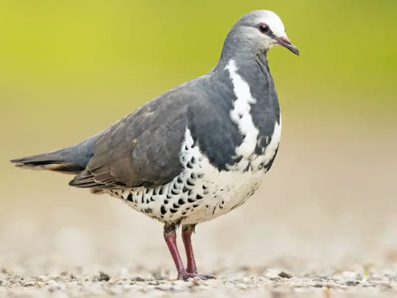 Types of Doves