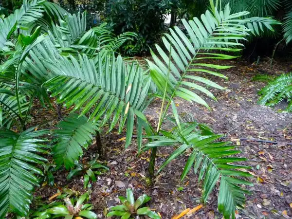 Types of Palm Trees in Florida