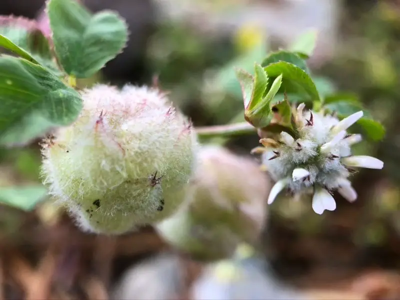 Types of Clover Plants