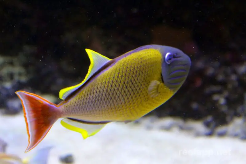 Animals That Start With X