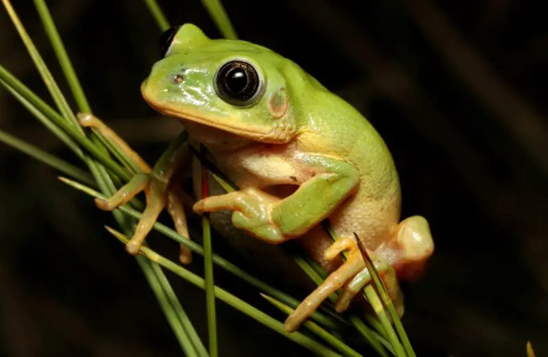 Animals That Start With X